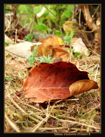 FEUILLE D'AUTOMNE